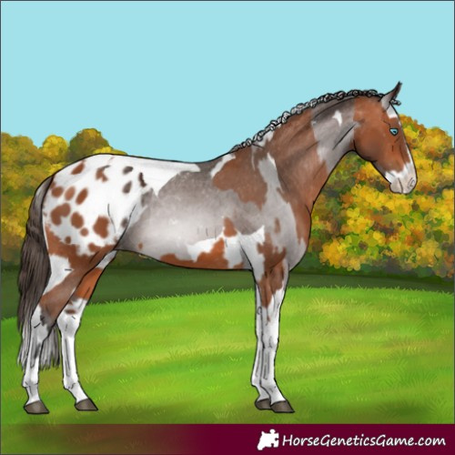 Horse Color:Bay Splash Tobiano Blanket and Gray Bay Splash Tobiano Blanket
