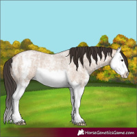 Horse Color:Bay Ice Roan Dun Sabino Splash Rabicano 