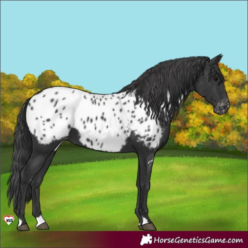 Horse Color:Black Appaloosa