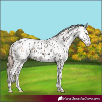 Horse Color:Gold Champagne Appaloosa  and Liver Chestnut Appaloosa 