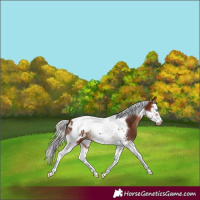 Horse Color:Silver Bay Splash Tobiano Frame Appaloosa 