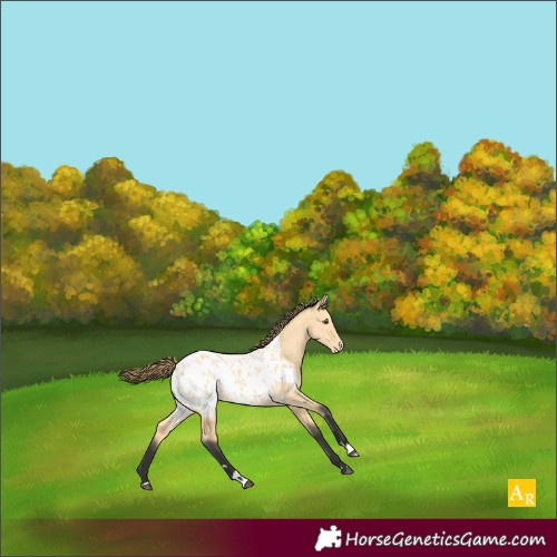 Horse Color:Buckskin Dun Blanket 