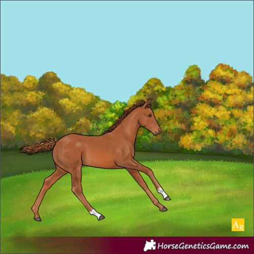 Horse Color:Chestnut 