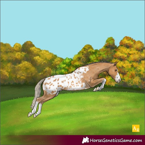 Horse Color:Palomino Appaloosa 