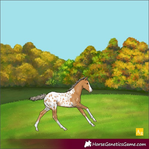Horse Color:Palomino Appaloosa 