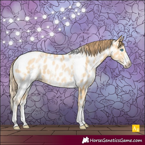 Horse Color:Buckskin Pearl Sabino Near Leopard