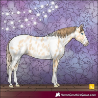 Horse Color:Buckskin Pearl Sabino Appaloosa 