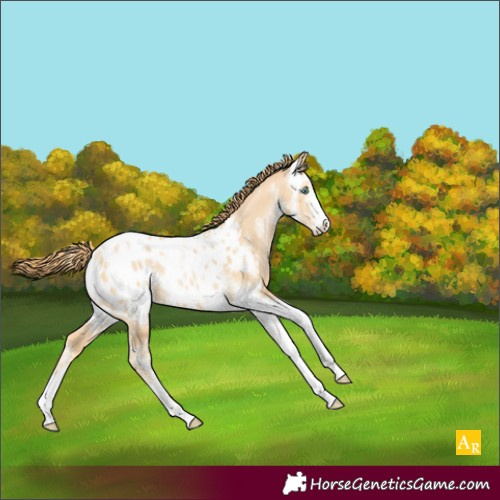 Horse Color:Buckskin Pearl Sabino Appaloosa 
