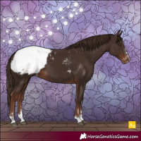 Horse Color:Liver Chestnut Appaloosa