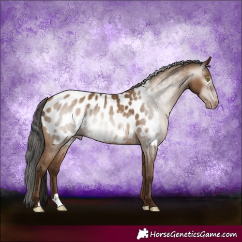 Horse Color:Gray Amber Champagne Blanket 