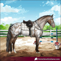 Horse Color:Gray Amber Champagne Appaloosa