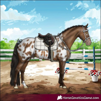 Horse Color:Gray Amber Champagne Appaloosa 