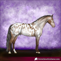 Horse Color:Gray Amber Champagne Appaloosa