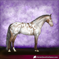 Horse Color:Gray Amber Champagne Blanket