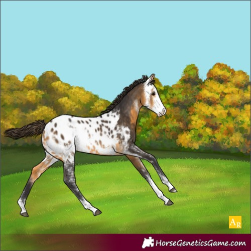 Horse Color:Buckskin Sabino Appaloosa Rabicano
