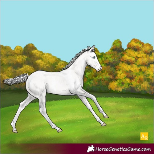 Horse Color:Silver Perlino Sabino Rabicano 
