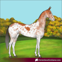 Horse Color:White Spotted Bay Splash  and White Spotted Bay Splash Appaloosa 