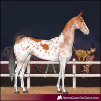 Horse Color:White Spotted Bay Splash  and White Spotted Bay Splash Near Leopard 