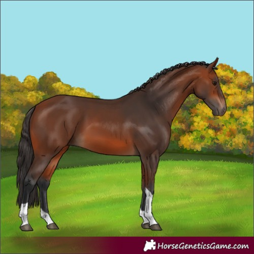 Horse Color:Bay Tobiano 
