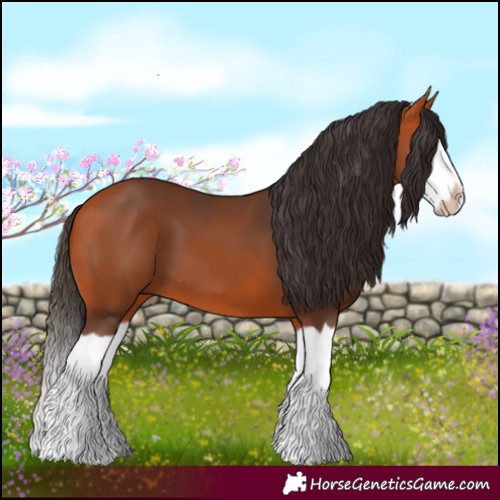 Horse Color:Bay Splash Frame 