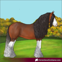 Horse Color:Bay Splash Frame