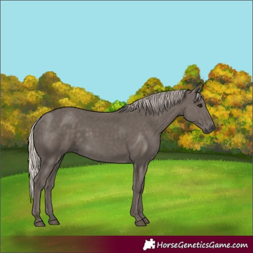 Horse Color:Silver Black 