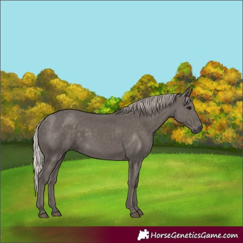 Horse Color:Silver Black 