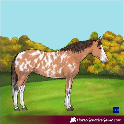 Horse Color:Bay Sabino Splash Blanket 