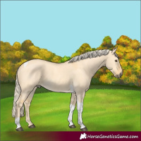 Horse Color:Palomino Dun Tobiano