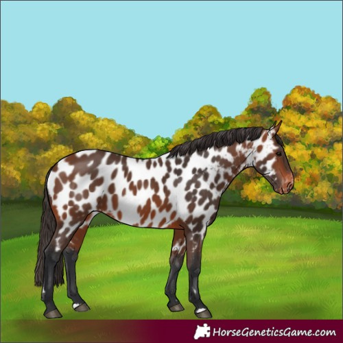 Horse Color:Bay Near Leopard