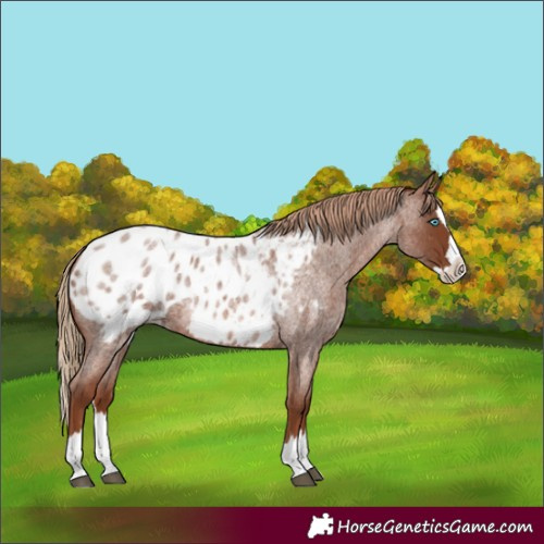 Horse Color:Red Roan Splash Appaloosa