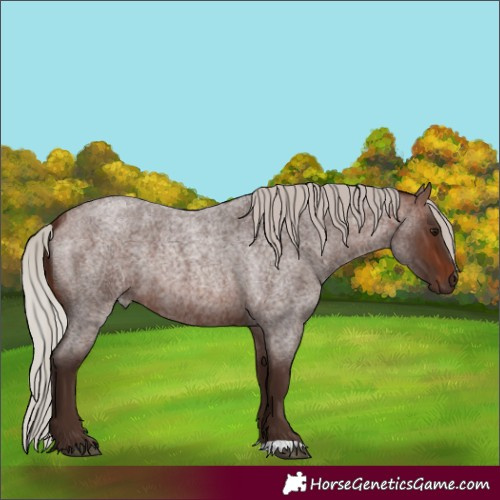 Horse Color:Silver Brown Roan