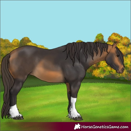 Horse Color:Buckskin Tobiano