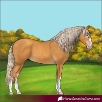 Horse Color:Gray Gold Cream Champagne 