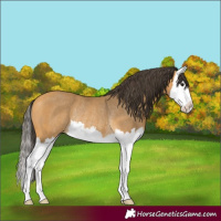 Horse Color:Buckskin Splash Rabicano