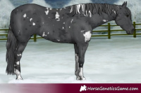 Horse Color:White Spotted Black Merle Tobiano