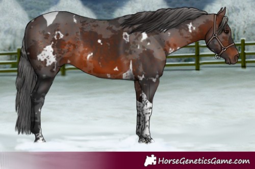 Horse Color:White Spotted Brown Merle Tobiano 