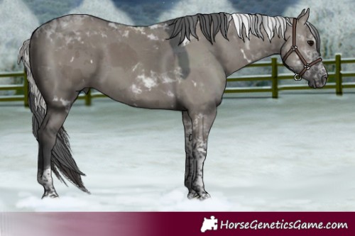 Horse Color:White Spotted Grullo Merle Tobiano 