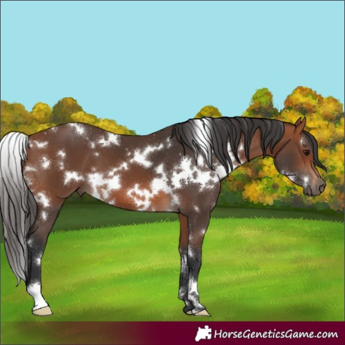 Horse Color:White Spotted Bay 