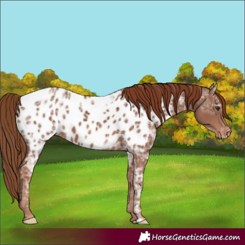 Horse Color:Chestnut Ice Appaloosa