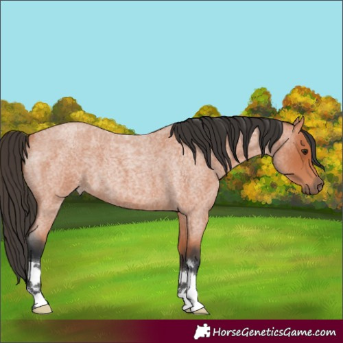 Horse Color:Bay Roan