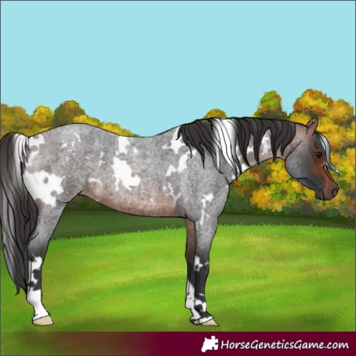 Horse Color:White Spotted Bay Roan