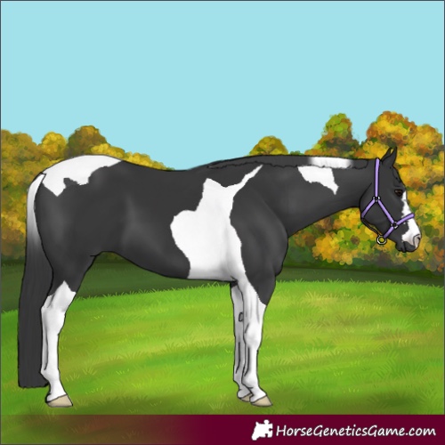 Horse Color:Black Tobiano 