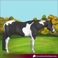 Horse Color:Black Tobiano