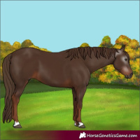 Horse Color:Gray Chestnut 