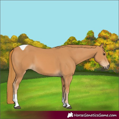 Horse Color:Chestnut Tobiano 