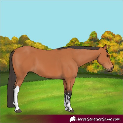 Horse Color:Bay Tobiano 