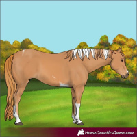 Horse Color:Chestnut Tobiano 