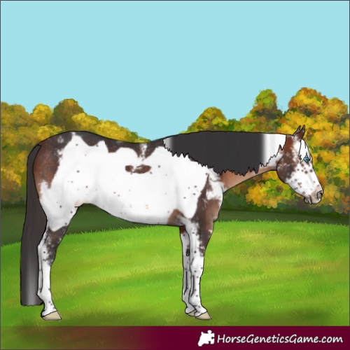 Horse Color:Brown Sabino Frame Rabicano