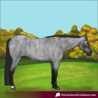 Horse Color:Gray Blue Roan 